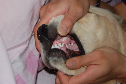 ゴールデンレトリバーの乳歯の写真
