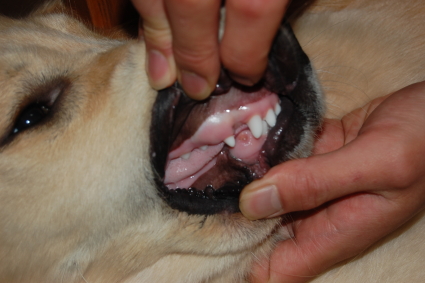 ゴールデンレトリバーの永久歯の写真
