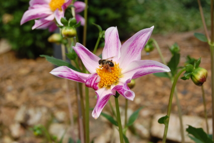 花とミツバチの写真2