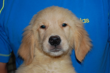 ゴールデンレトリバーの子犬の写真No.200806151