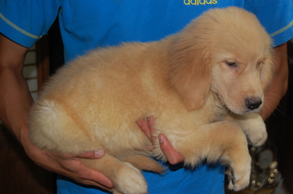 ゴールデンレトリバーの子犬の写真No.200806151-2