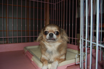 チワワのサンの写真