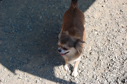チワワのサンの写真
