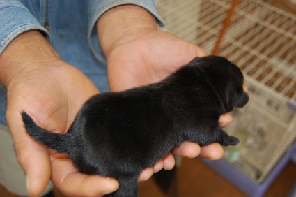 パグの子犬の写真No.200810152-2