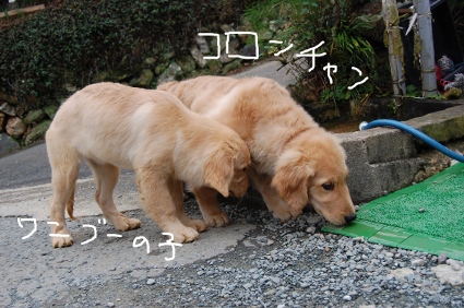 ゴールデンレトリバーのコロンちゃん