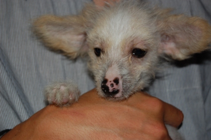 チャイニーズクレステッドドッグの子犬の写真3