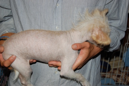 チャイニーズクレステッドドッグの子犬の写真4