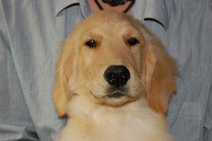ゴールデンレトリバーの子犬の写真No.200806152