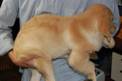 ゴールデンレトリバーの子犬の写真No.200806152-2