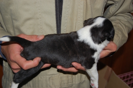ミックス犬の子犬の写真No.200812074-2