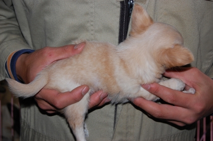 ロングコートチワワの子犬の写真No.200811181-2