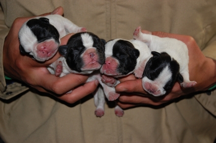 2009年1月7日産まれのフレンチブルドッグ子犬の写真