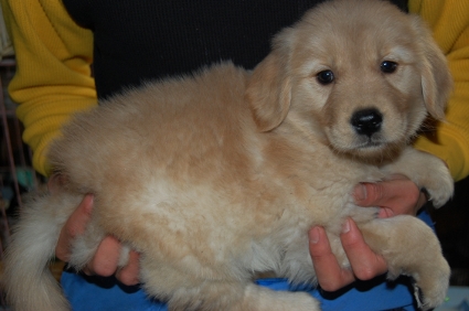 ゴールデンレトリバーの子犬の写真20081230-2