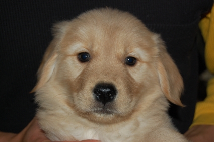 ゴールデンレトリバーの子犬の写真200812301