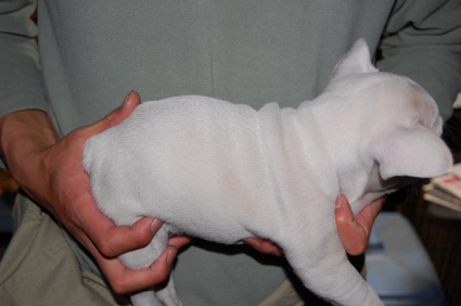 フレンチブルドッグの子犬の写真200901011-2