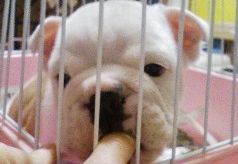 2009年1月7日産まれのブルドッグ子犬の写真