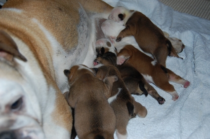 2009年5月30日産まれのブルドッグ子犬の写真