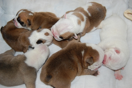 2009年11月27日産まれのブルドッグ子犬の写真