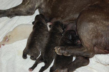 2010年1月24日産まれのフレンチブルドッグ子犬の写真