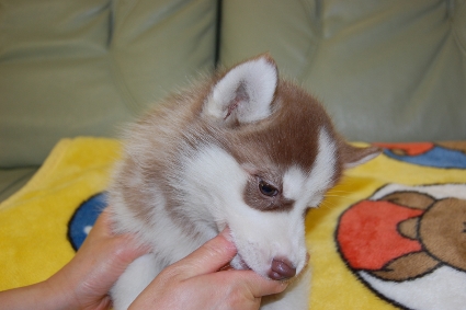 シベリアンハスキーの子犬の写真3