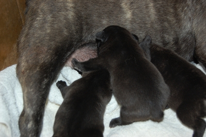 2010年3月19日産まれのフレンチブルドッグ子犬の写真