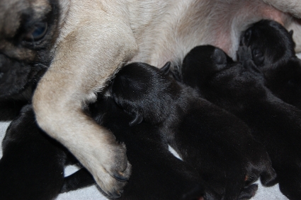 2010年4月5日産まれのパグ子犬の写真