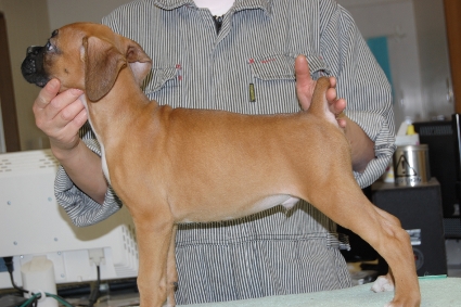 ボクサー犬の子犬の写真201101142-2