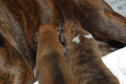 2011年6月5日産まれのボクサーの子犬の写真