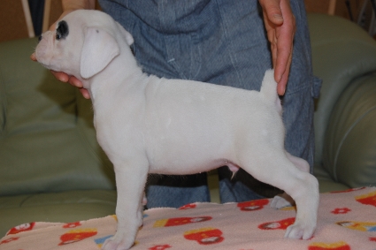 ボクサーの子犬の写真201112285-2