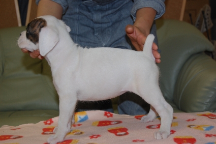 ボクサーの子犬の写真201112286-2