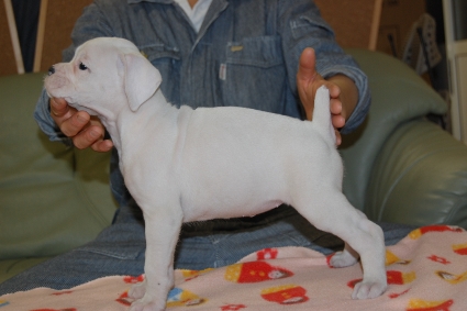 ボクサーの子犬の写真201112287-2