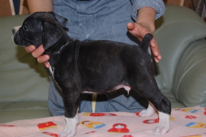 ボクサーの子犬の写真201112281-2