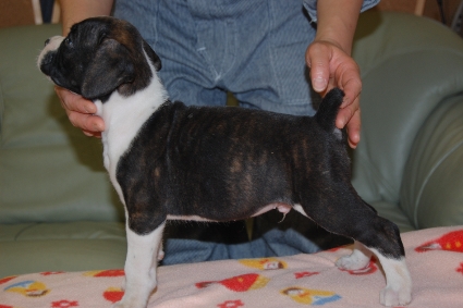 ボクサーの子犬の写真201112282-2