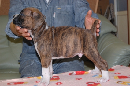 ボクサーの子犬の写真201112283-2
