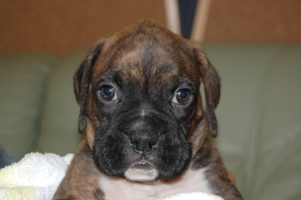 ボクサーの子犬の写真201112284