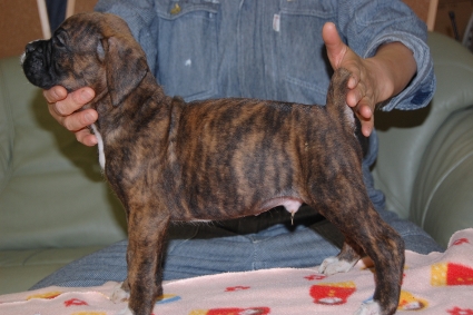 ボクサーの子犬の写真201112284-2