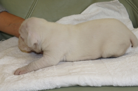 ボクサー犬の子犬の写真201208201-2