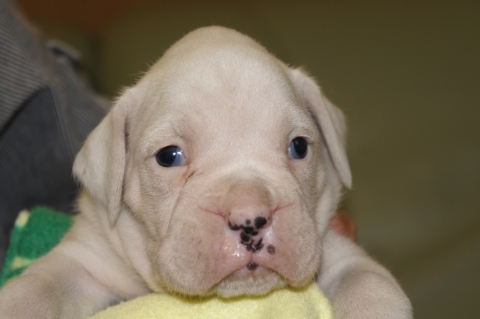 ボクサー犬の子犬の写真201209261