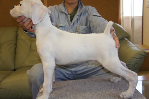 ボクサー犬の子犬の写真201208201-2