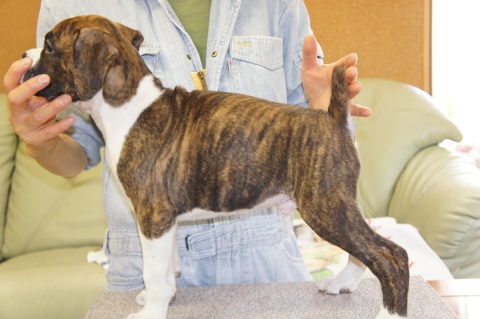 ボクサー犬の子犬の写真201212201-2