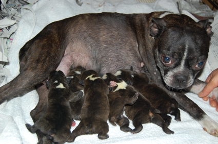 2009年6月27日産まれのボストンテリアの子犬の写真