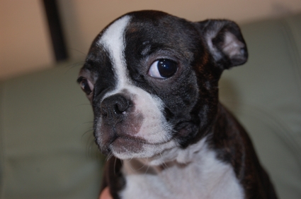ボストンテリアの子犬の写真No.200906275