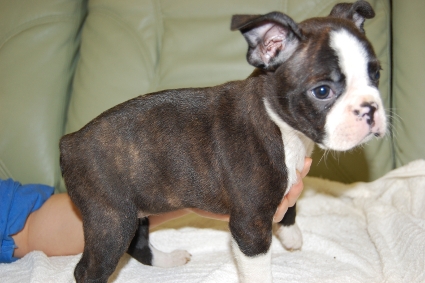 ボストンテリアの子犬の写真No.200912155-2