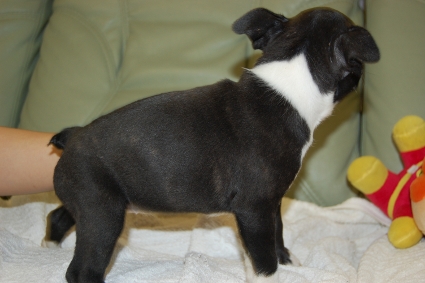 ボストンテリアの子犬の写真No.200912153-2