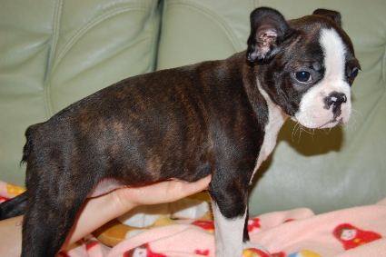 ボストンテリアの子犬の写真No.200912155-2
