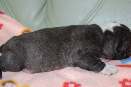 ボストンテリアの子犬の写真No.201002171-2