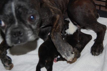 2010年5月5日産まれのボストンテリアの子犬の写真