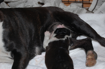 2011年1月19日生まれのボストンテリアの子犬の写真