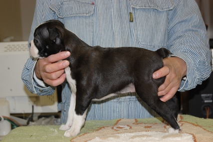 ボストンテリアの子犬の写真No.201102272-2