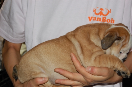 ブルドッグの子犬の写真No.200905301-2